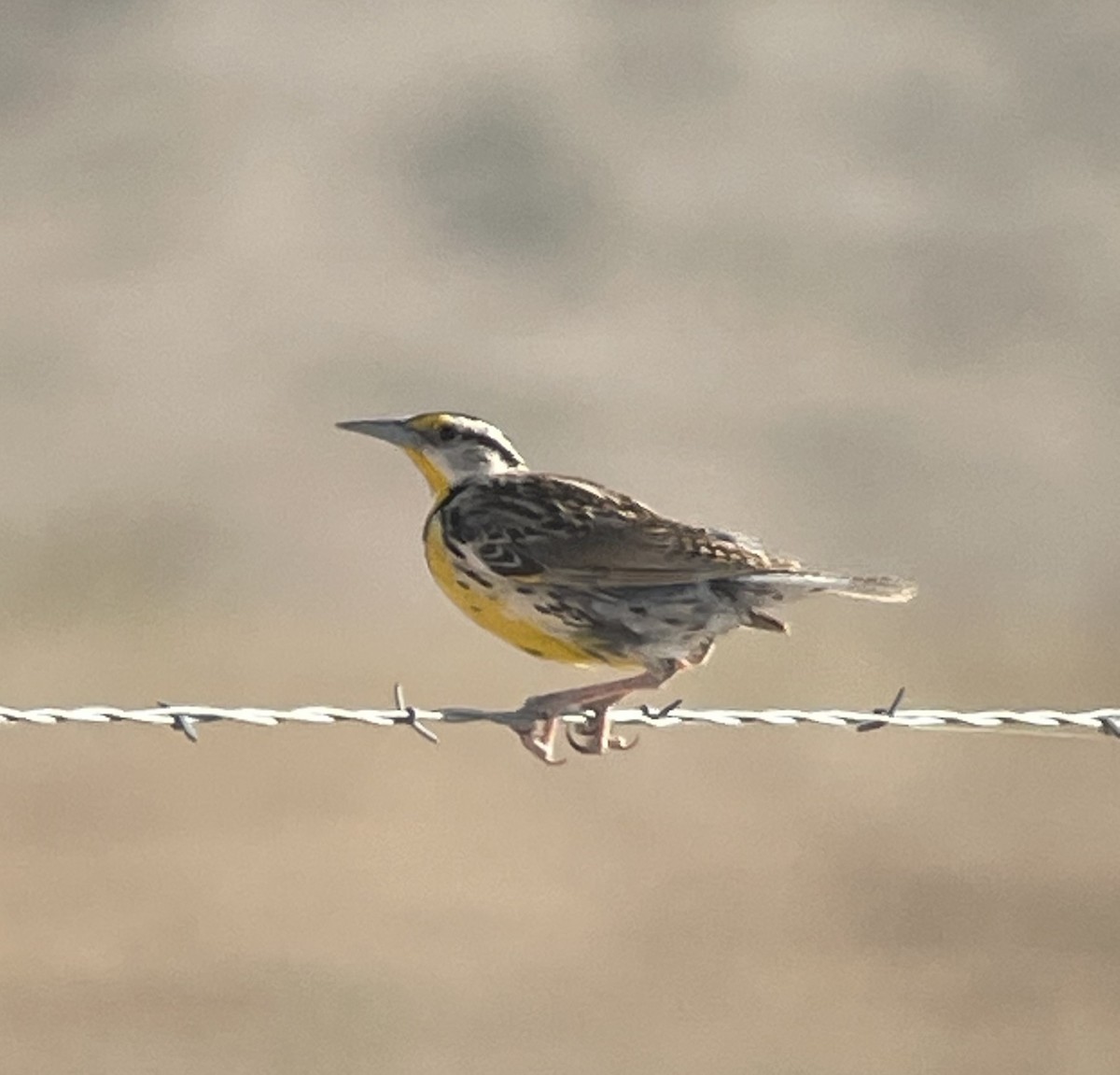 Chihuahuan Meadowlark - Shelia Hargis