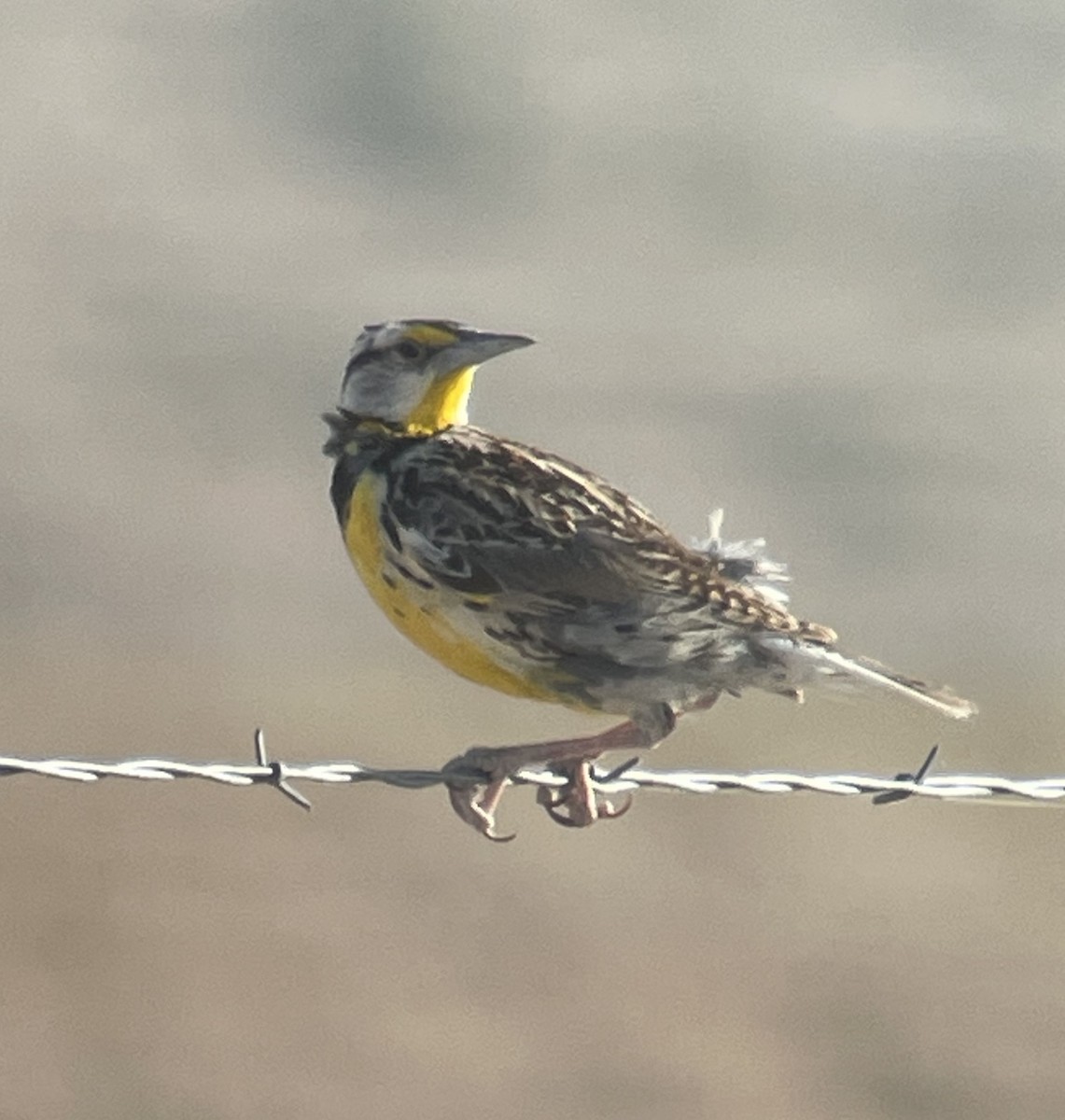 Chihuahuan Meadowlark - Shelia Hargis