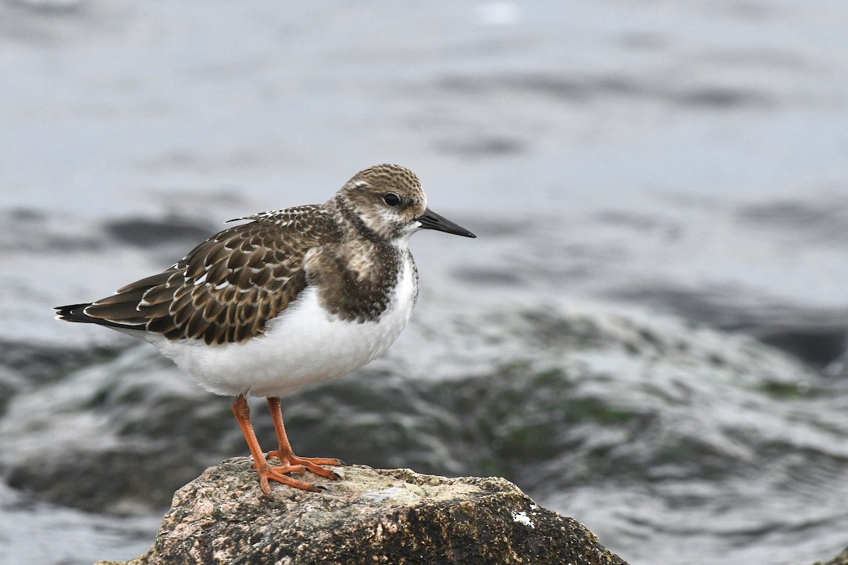 Ruddy Turnstone - ML606980991