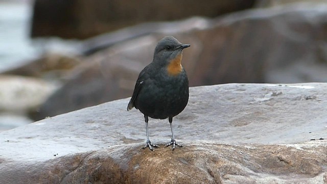 Rufous-throated Dipper - ML606981151