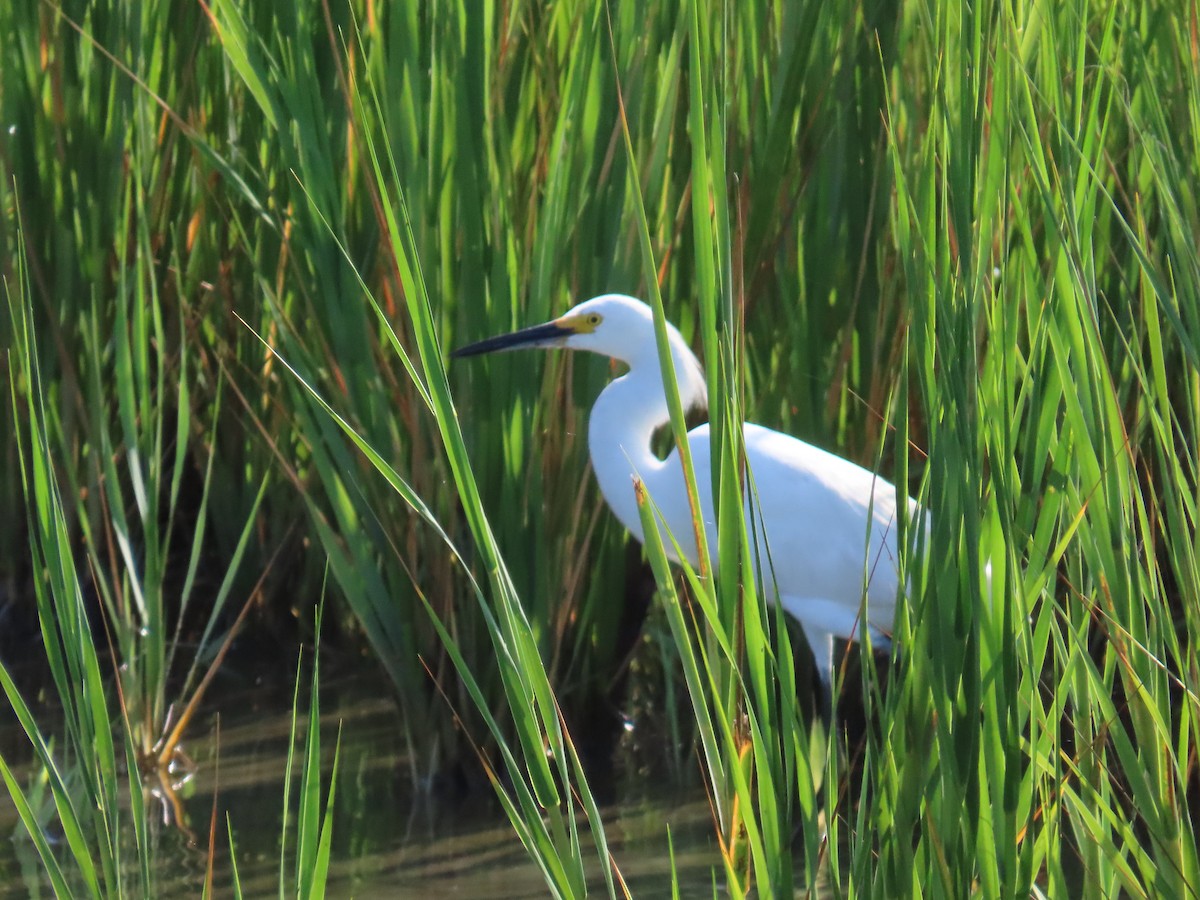 Snowy Egret - ML606981521