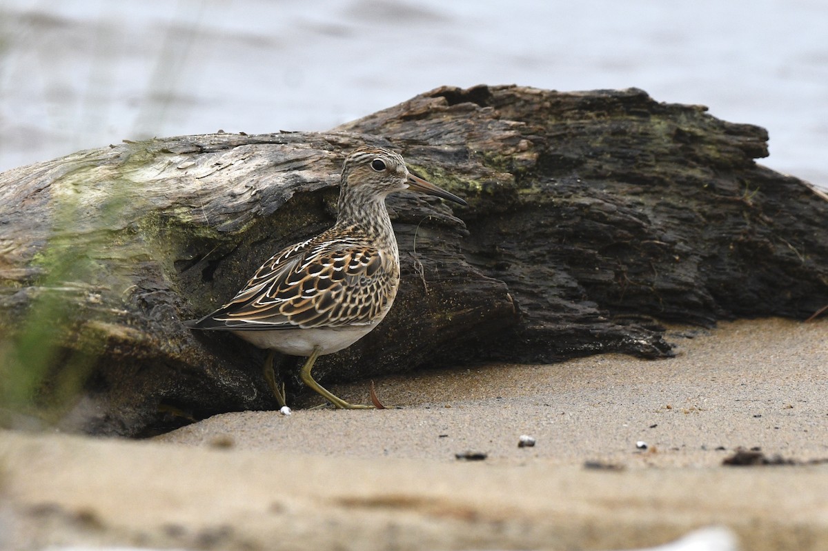 Pectoral Sandpiper - ML606982531