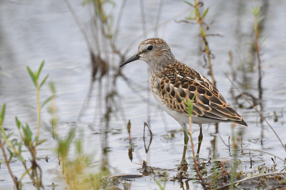 Least Sandpiper - ML606982791