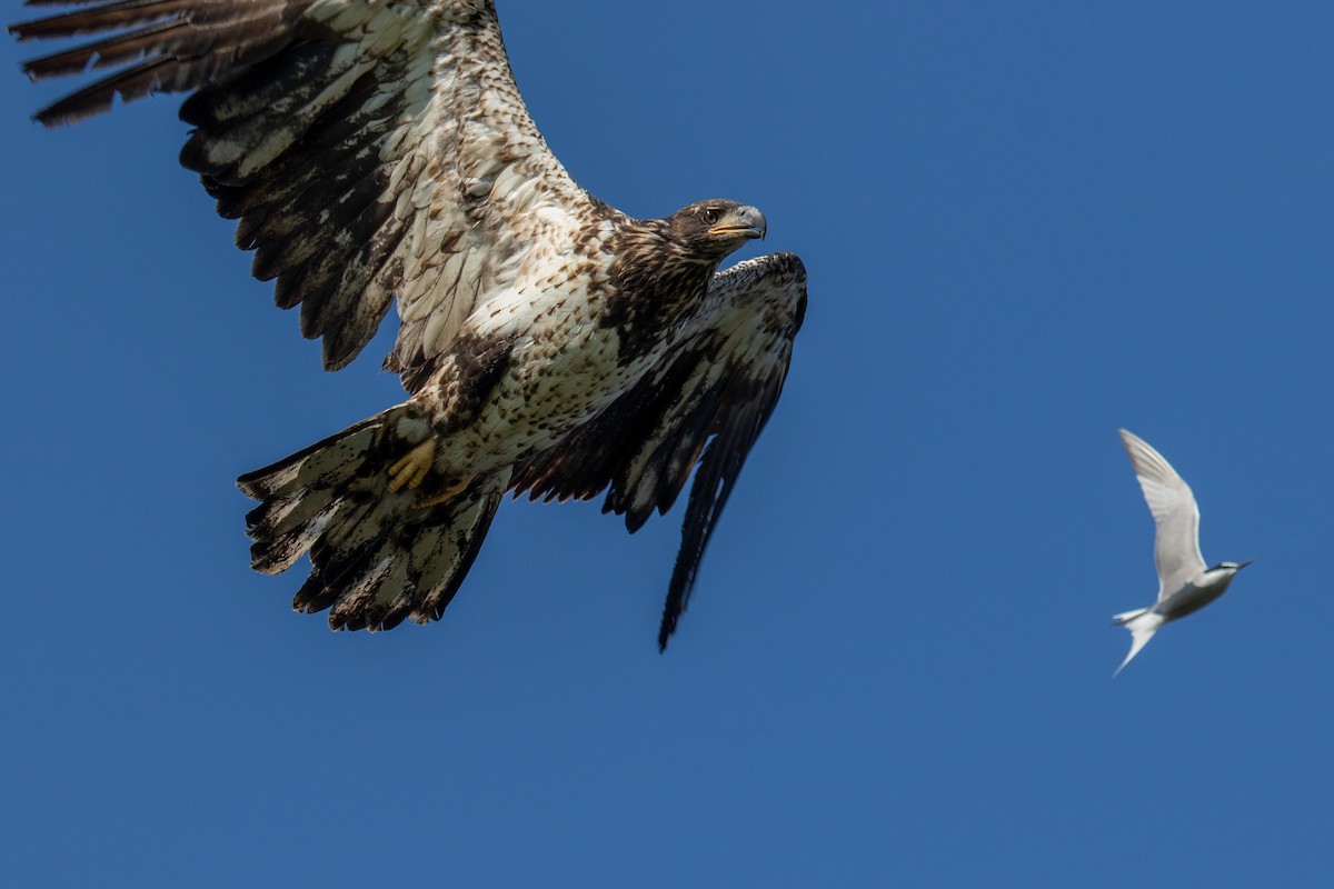 Bald Eagle - ML606982921