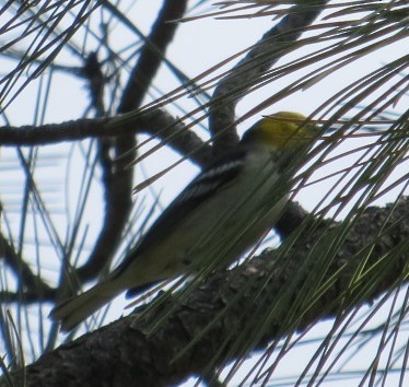 Hermit Warbler - ML606983351