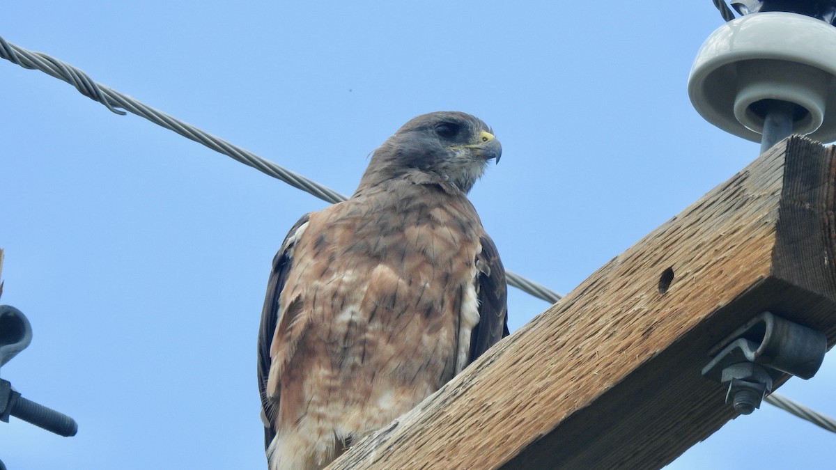 Swainson's Hawk - ML606983771