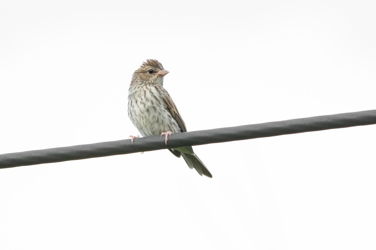 Chipping Sparrow - ML606984641