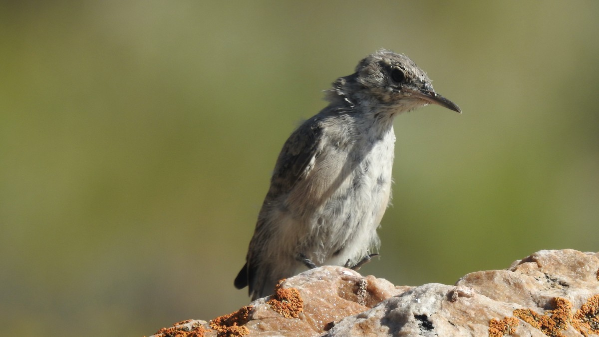 Rock Wren - ML606984831