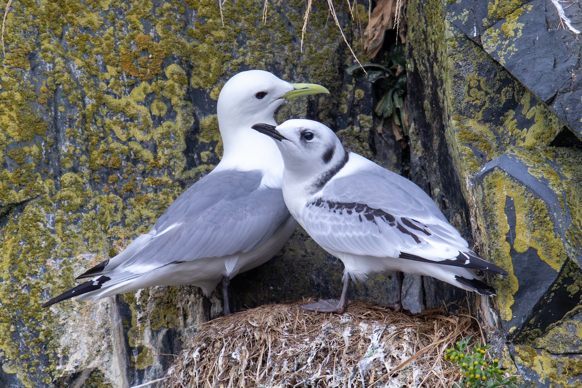 Gaviota Tridáctila - ML606985621