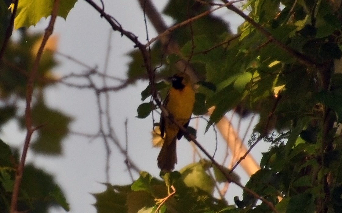Orchard Oriole - ML60698591