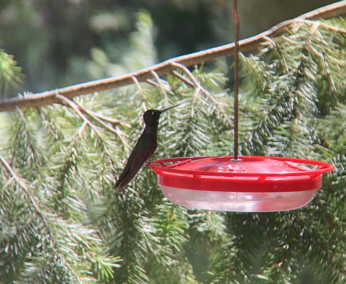 Rivoli's Hummingbird - ML606986361