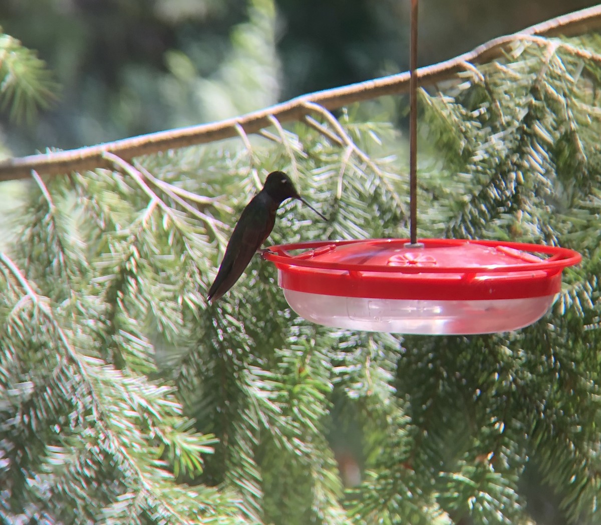 Rivoli's Hummingbird - ML606986371