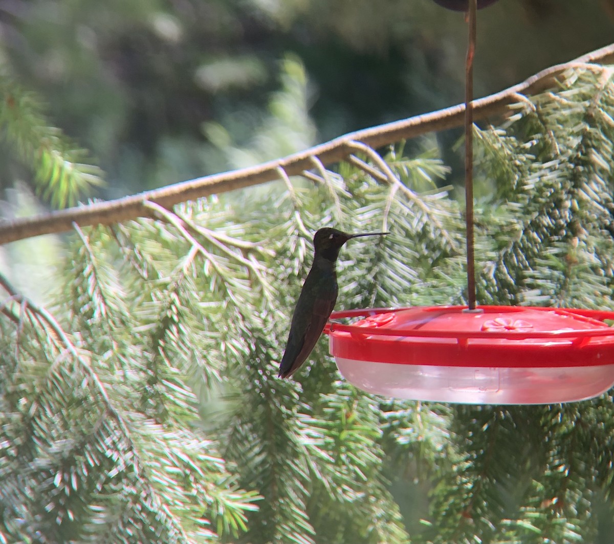 Rivoli's Hummingbird - ML606986381