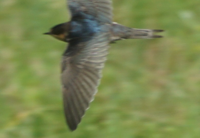 Barn Swallow - ML606987841