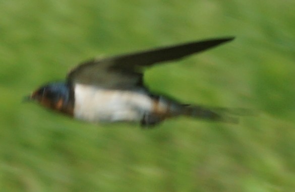 Barn Swallow - ML606988421
