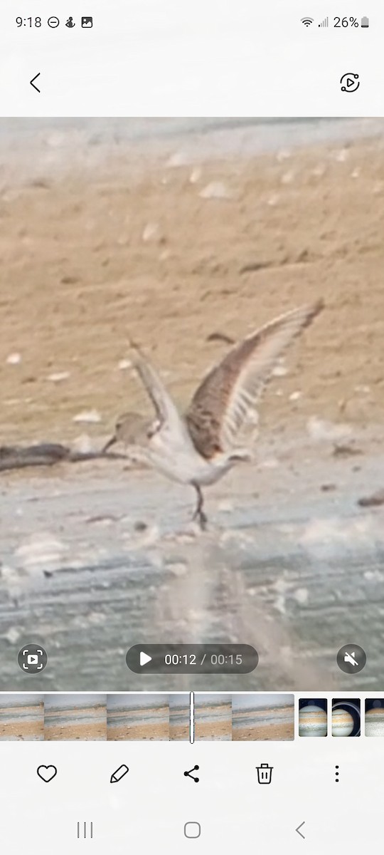 White-rumped Sandpiper - ML606988841