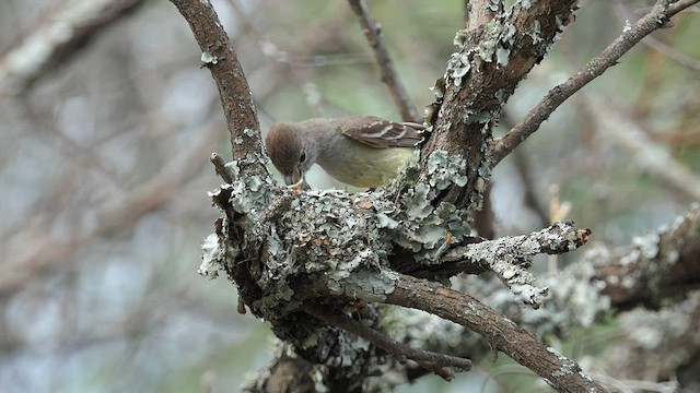 Southern Scrub-Flycatcher - ML606988901