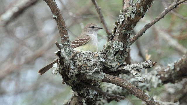 Southern Scrub-Flycatcher - ML606989021