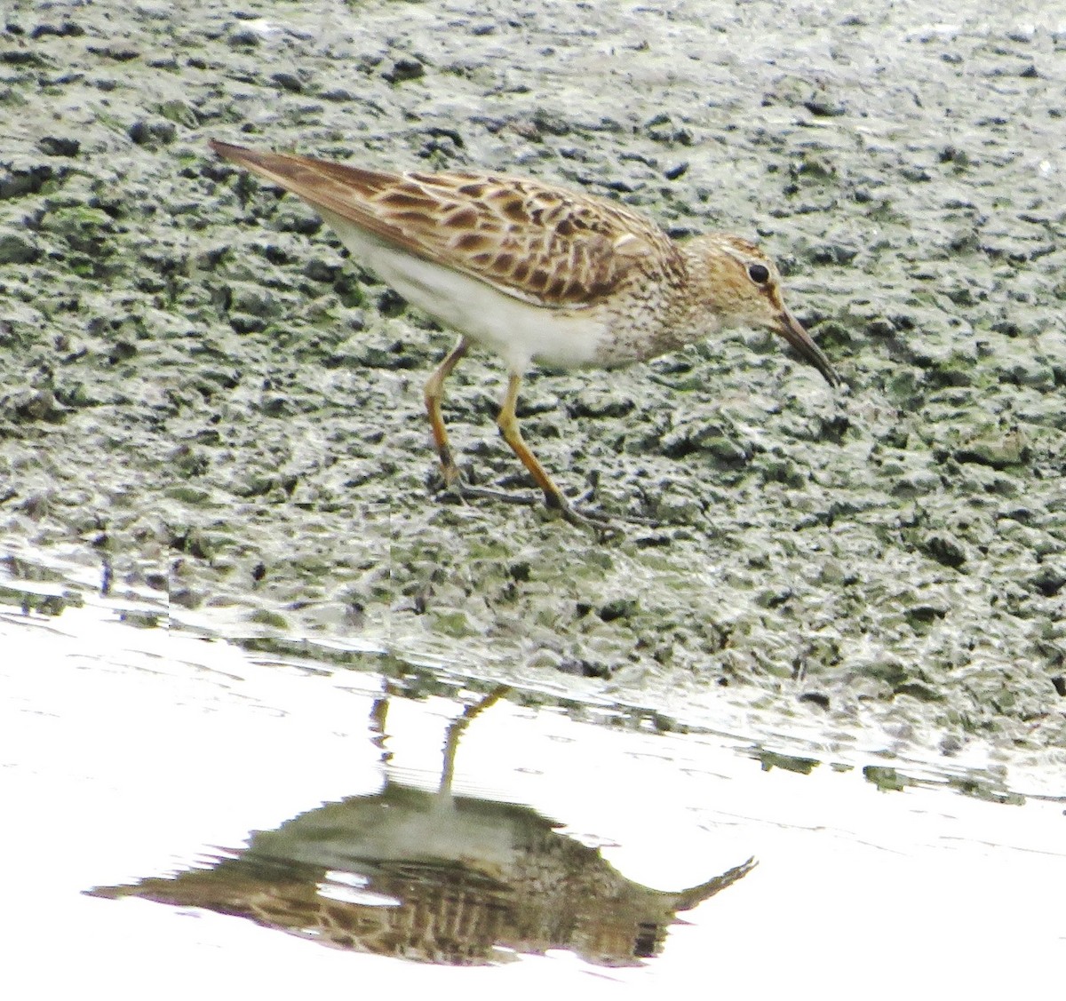 Pectoral Sandpiper - ML606990621