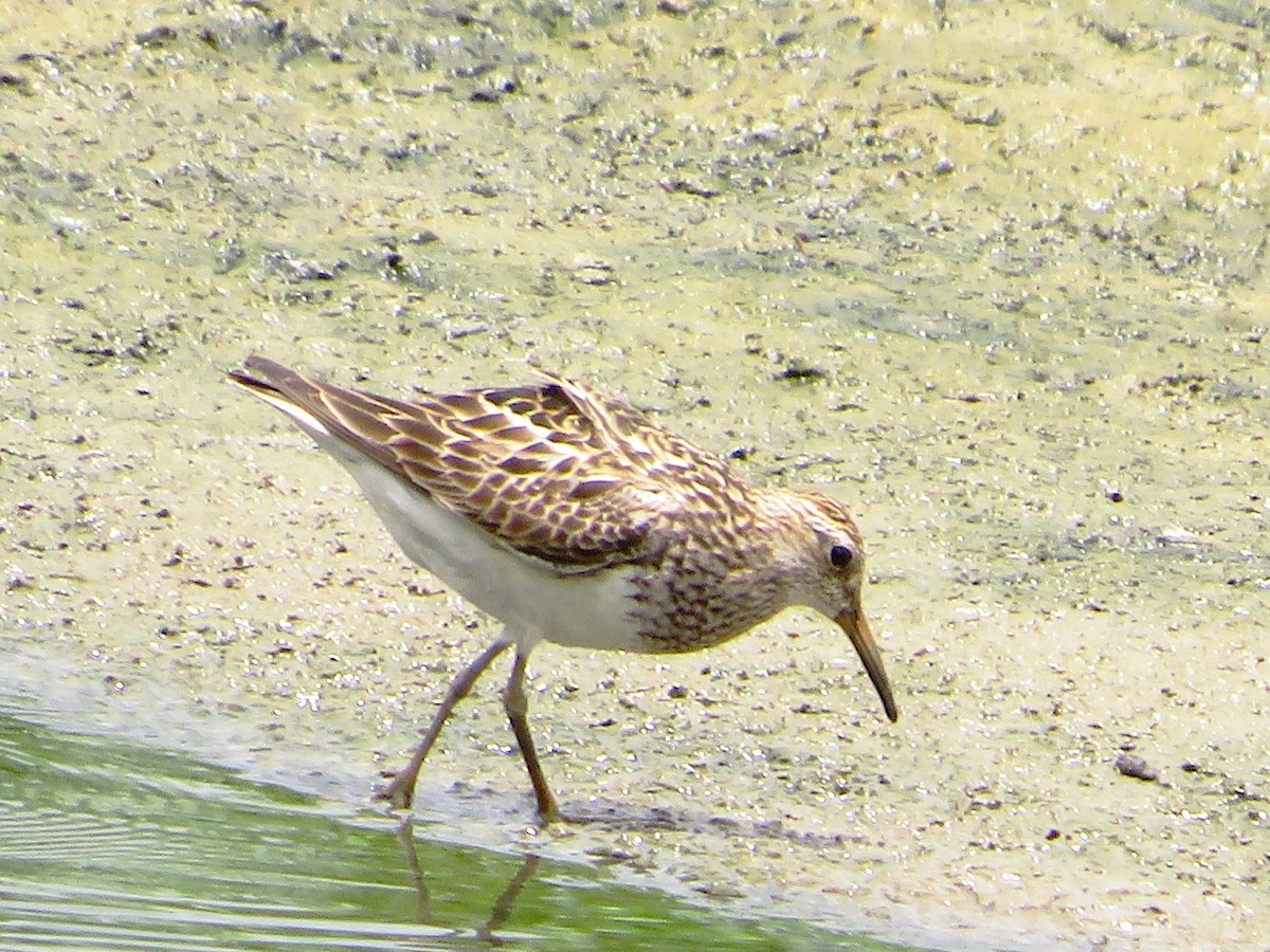 Pectoral Sandpiper - ML606990651