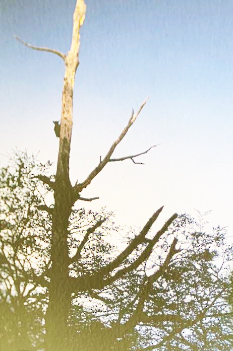 Magellanic Woodpecker - ML606990811