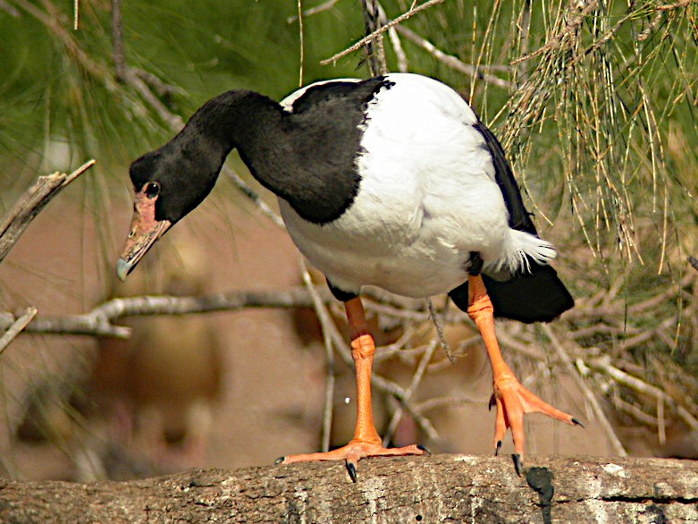 Magpie Goose - ML606991581