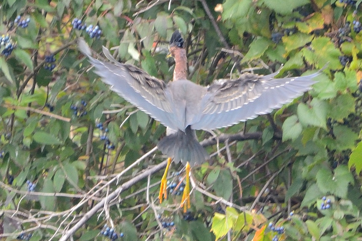 Green Heron - ML606991741