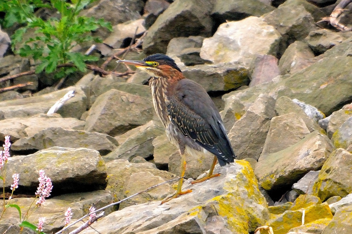 Green Heron - ML606991751