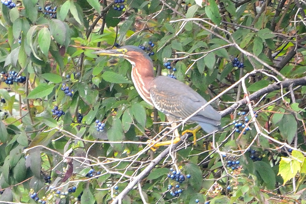 Green Heron - ML606991771