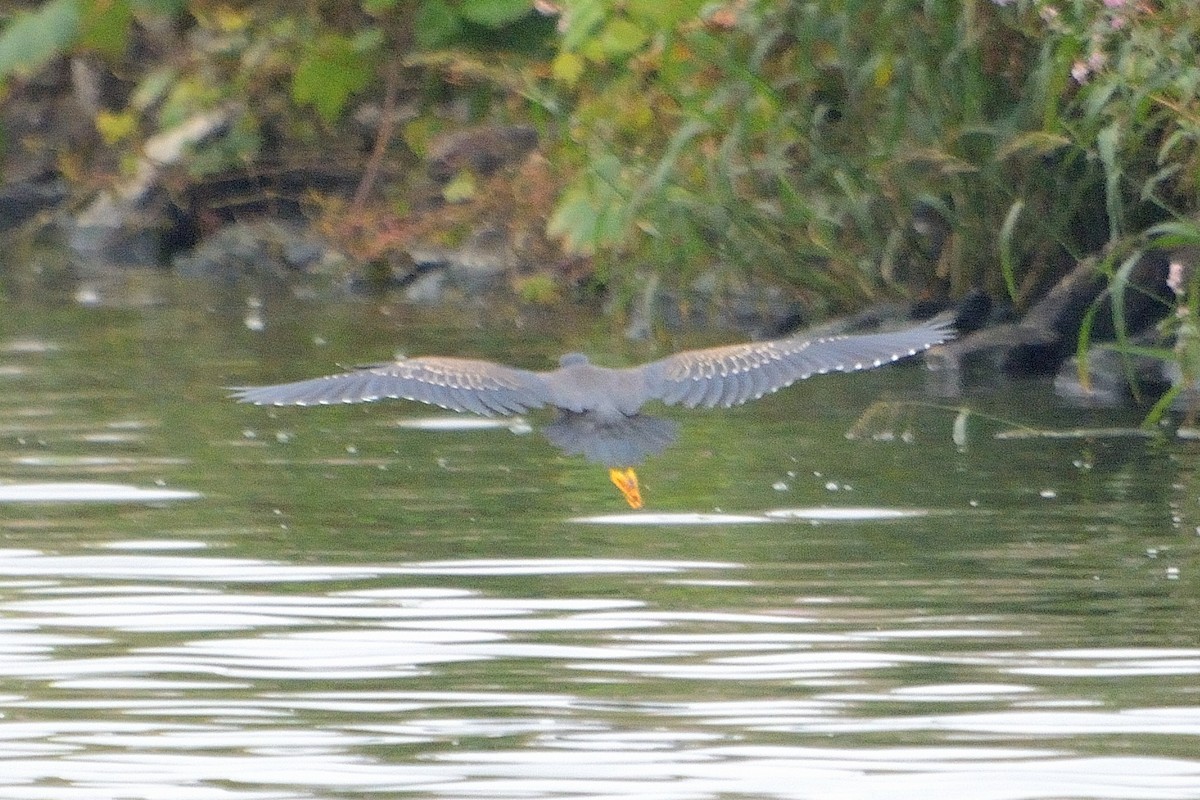 Green Heron - ML606991781