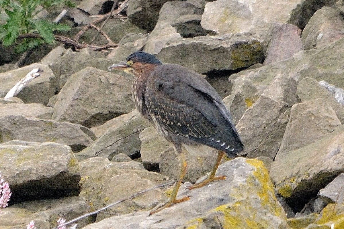 Green Heron - ML606991791
