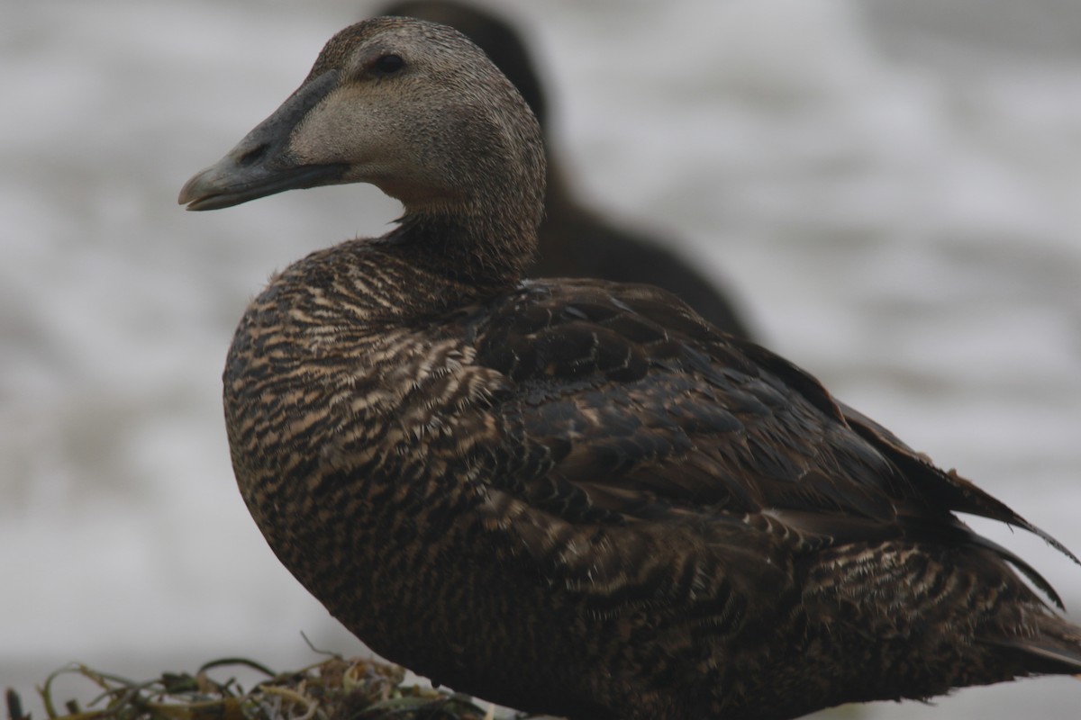 Common Eider - ML606992371