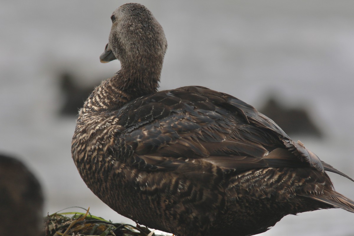 Common Eider - ML606992381