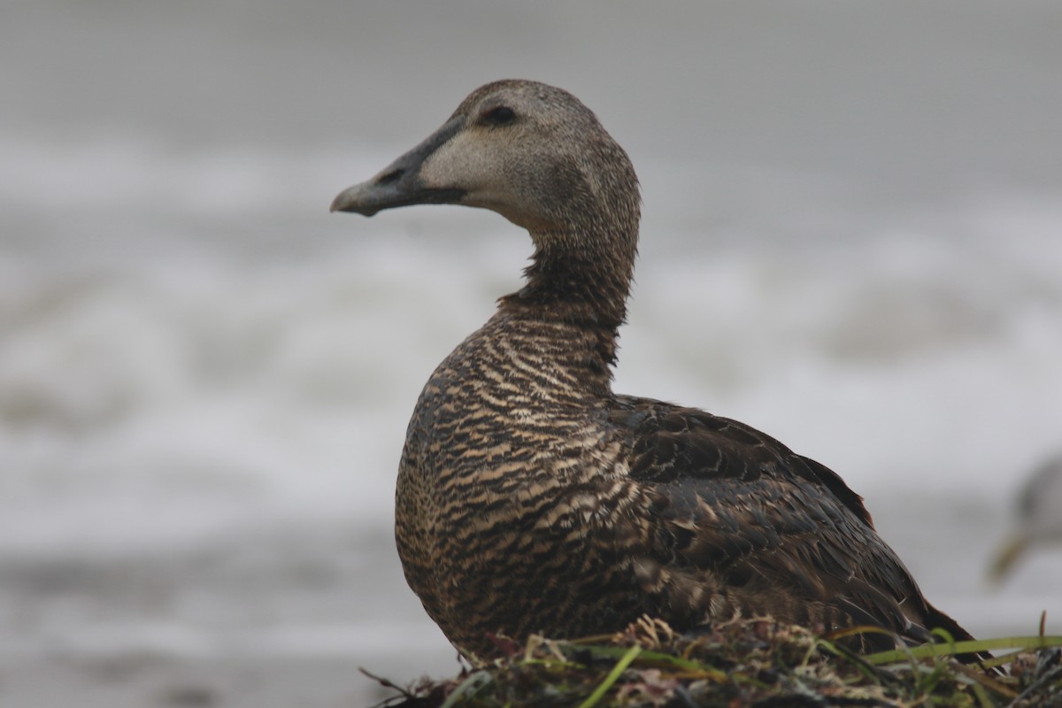 Common Eider - ML606992391