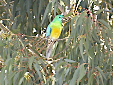Red-rumped Parrot - ML606992451