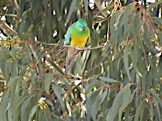 Red-rumped Parrot - ML606992461