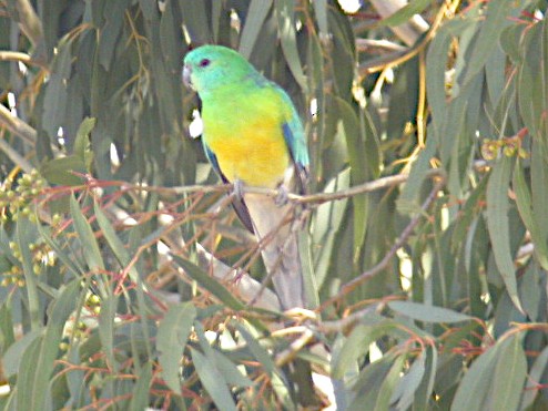 Red-rumped Parrot - ML606992471