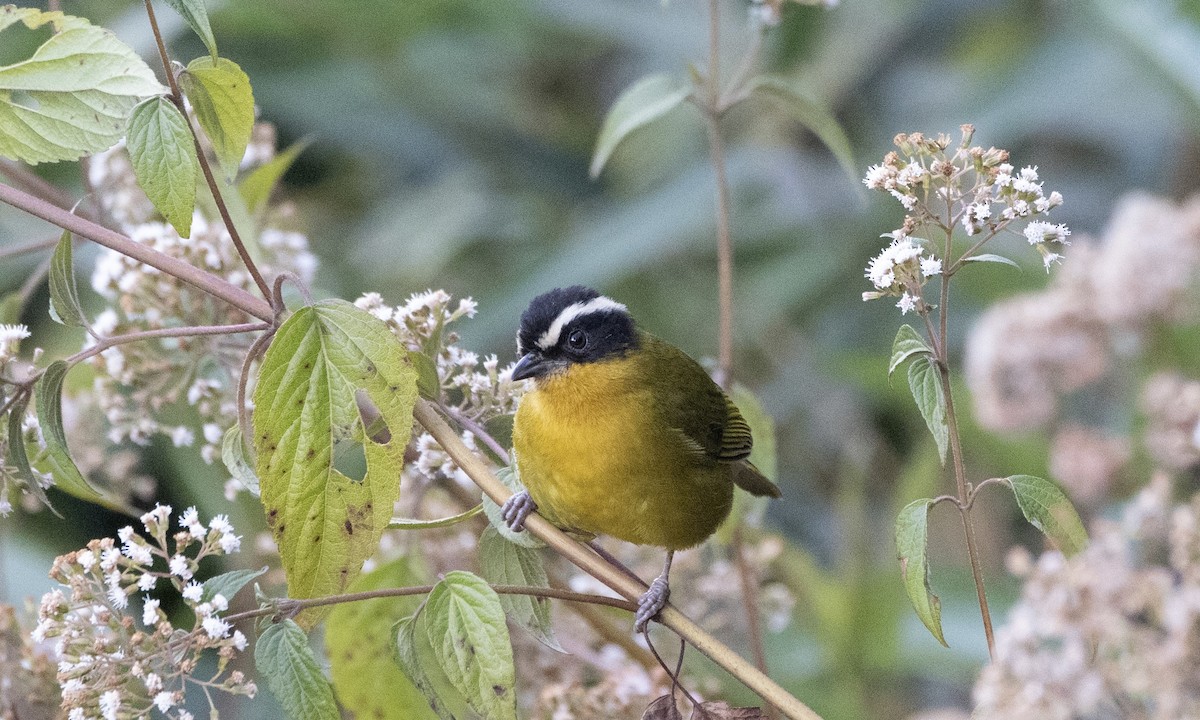 Black-capped Hemispingus (White-browed) - Ben Loehnen