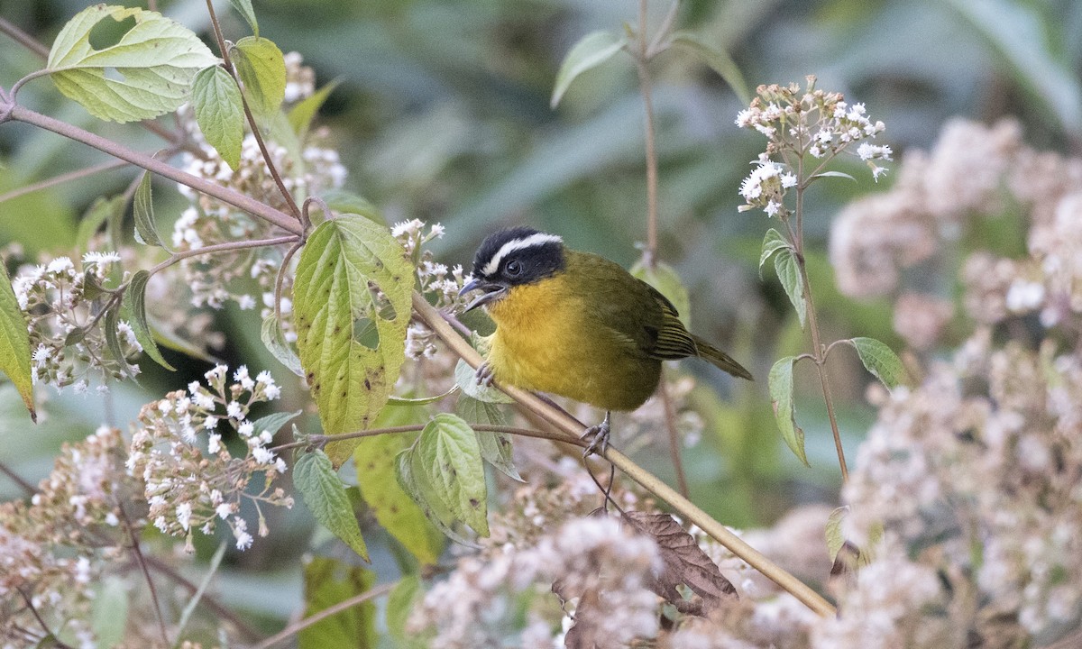 Black-capped Hemispingus (White-browed) - Ben Loehnen