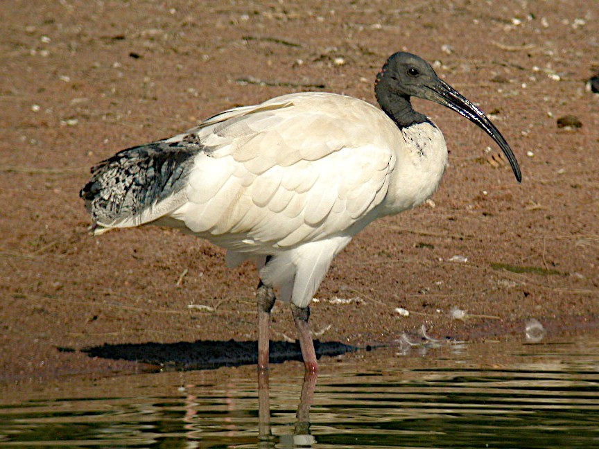 ibis australský - ML606994001