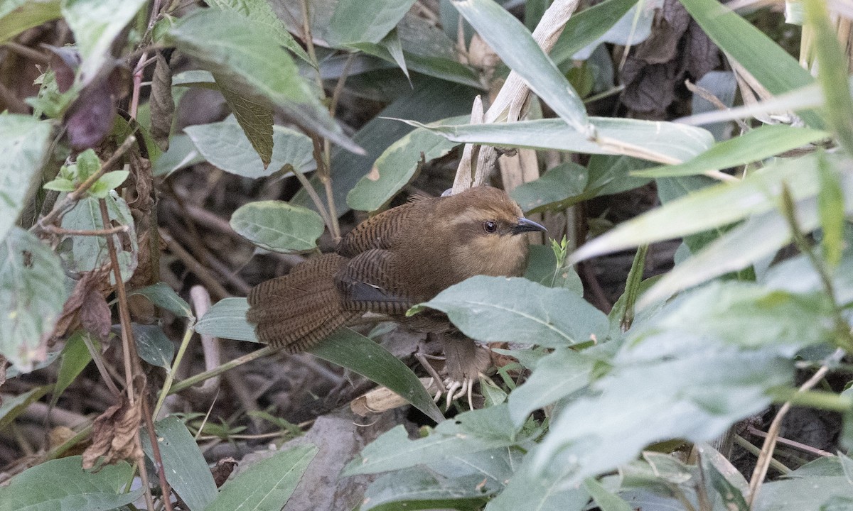 Fulvous Wren - ML606994011