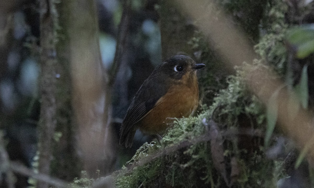 Leymebamba Antpitta - Ben Loehnen