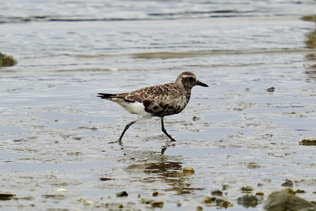 Black-bellied Plover - Bob Plohr