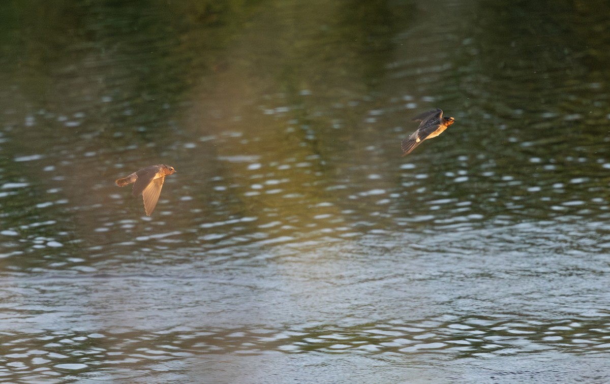 Cliff Swallow - ML606994511