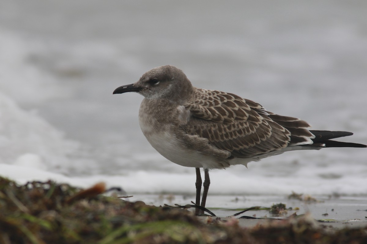 Laughing Gull - ML606994551