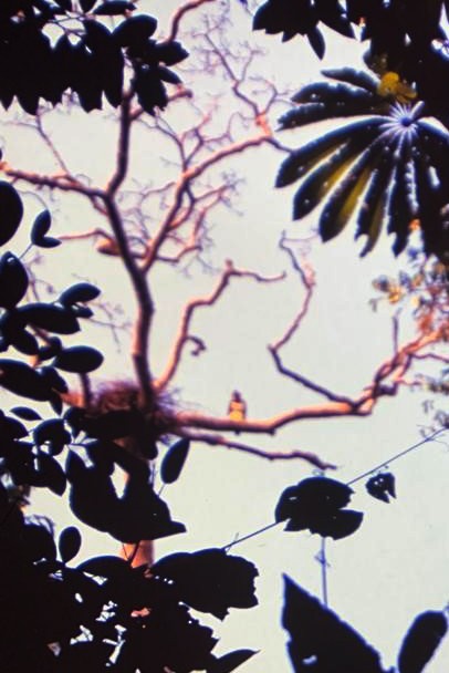 Harpy Eagle - ML606994671