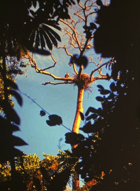 Harpy Eagle - ML606994831