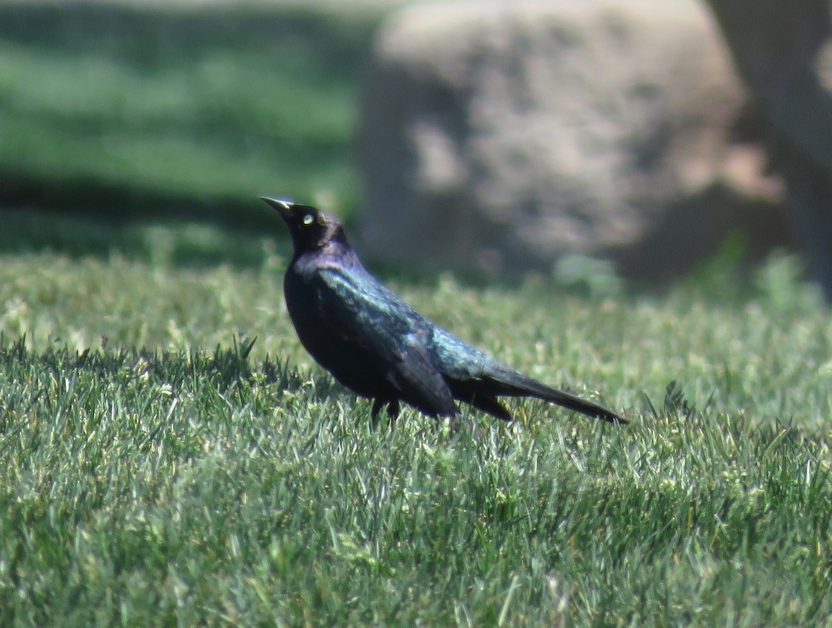 Brewer's Blackbird - Barb Thomascall