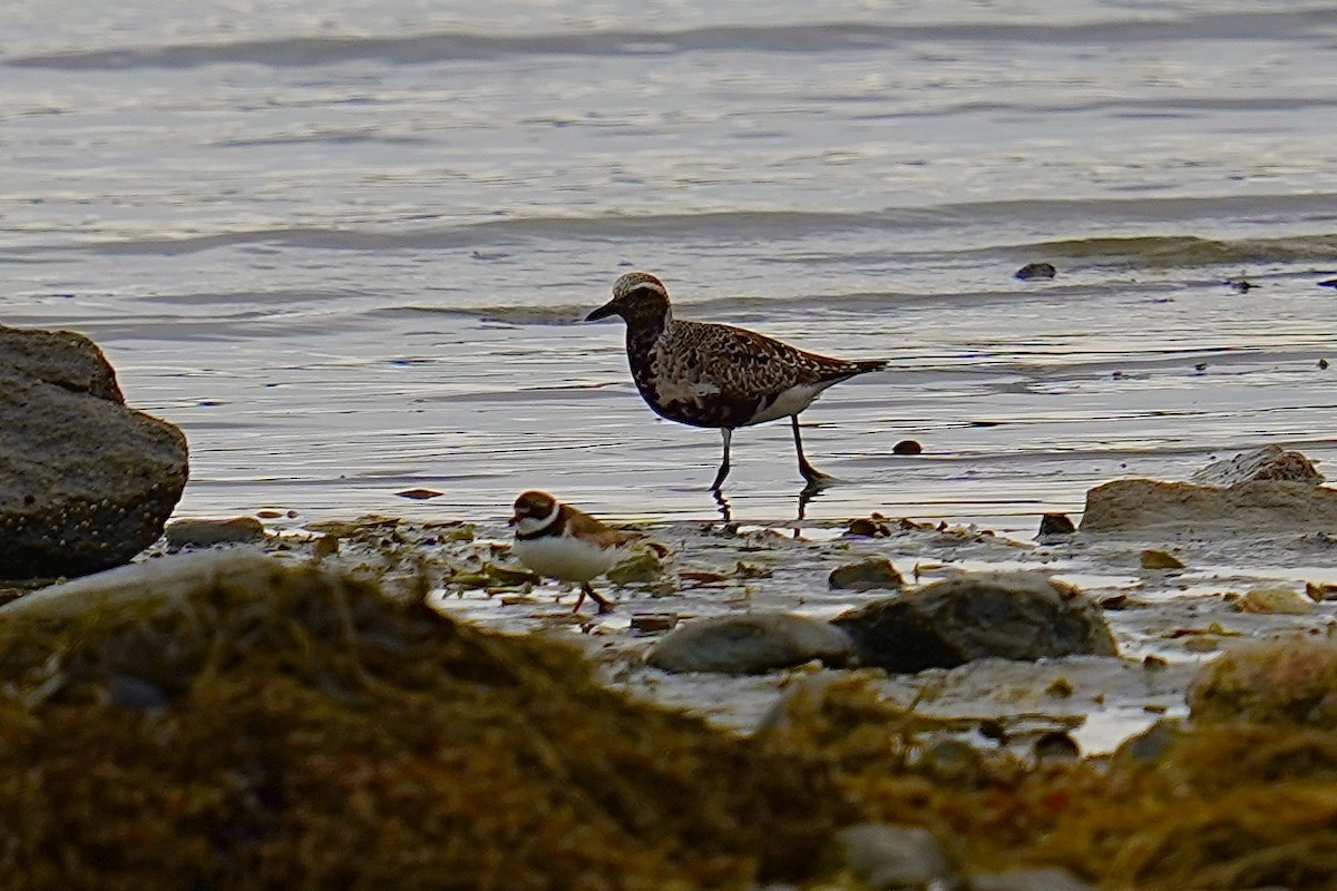 Black-bellied Plover - ML606996171