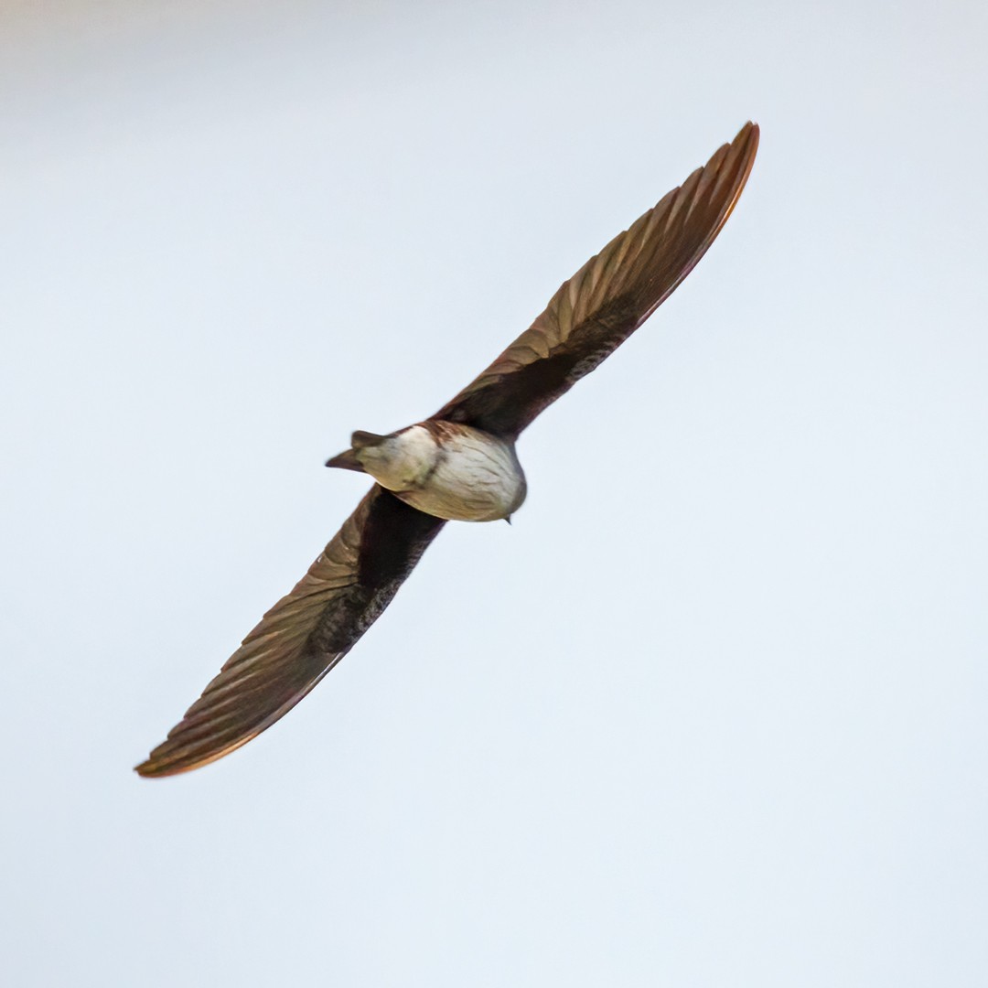 Purple Martin - Michel Laquerre